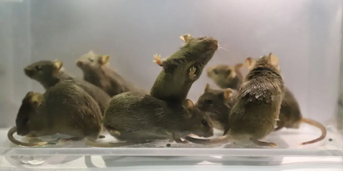 Mice created from two fathers grow into adults for first time, study reports