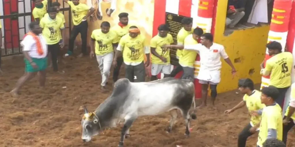 Tamil Nadu: Trichy holds the year’s first Jallikattu with 750 bulls, 500 tamers