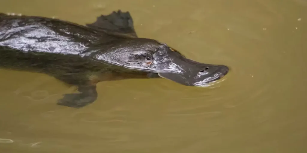 No animal alive today is ‘primitive’ – why are so many still labelled that way?