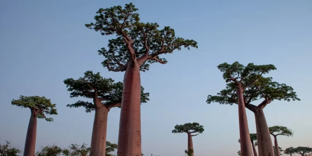 Tourist visits to Madagascar help conserve some forests, but others suffer: study suggests what to do