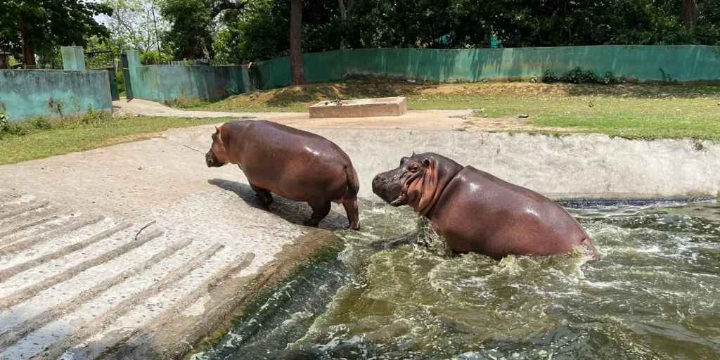 Veterinary doctor killed in hippopotamus attack in Karnataka zoo, inquiry ordered