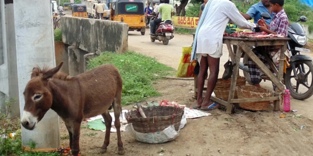 Pakistan clears donkey meat exports after Chinese firm warning