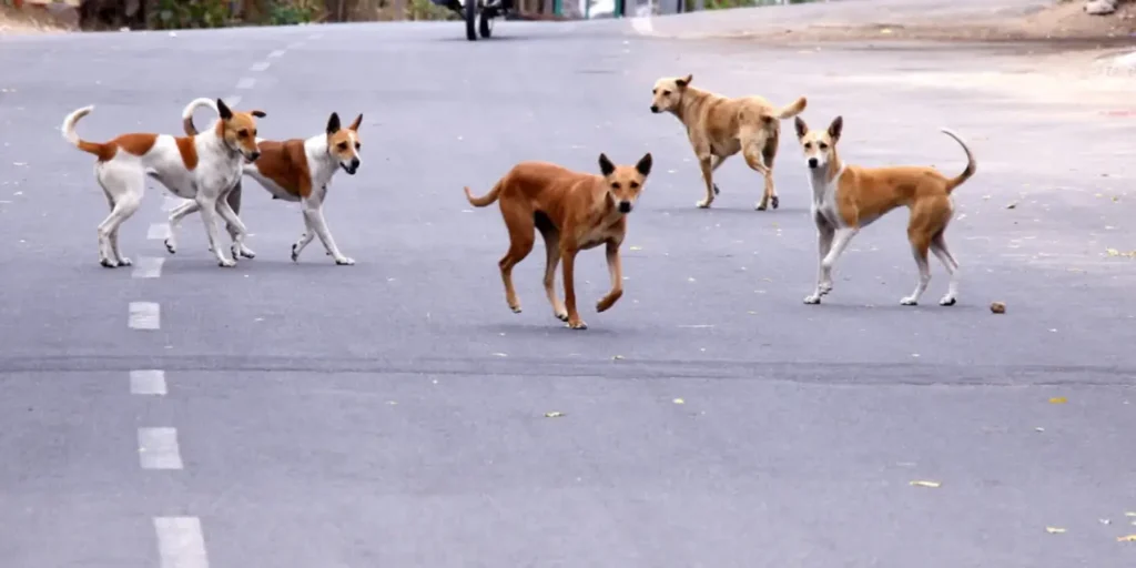 SC dismisses pleas for modification, recall of directions on relocation, sterilisation of stray dogs