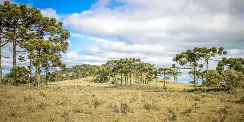 Brazil’s highland forest has been shaped by climate change, Indigenous people for 6,000 years