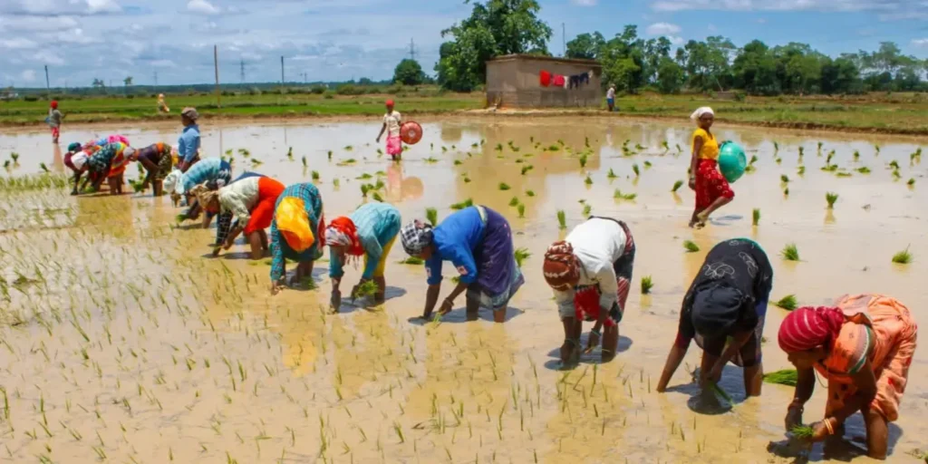 Chhattisgarh govt advises farmers to switch to short-duration crops amid El Niño fears