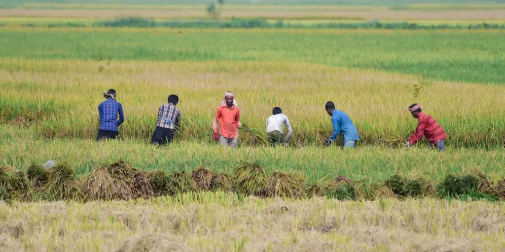 Monsoon recovery to support kharif sowing as rainfall activity improves: Report