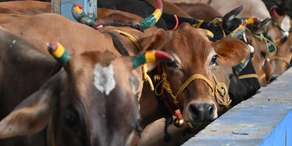Tamil Nadu govt moves SC against Madras HC order banning cow slaughter