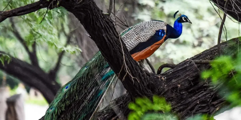 India donates five peacocks to UN Geneva, reviving decades-old tradition